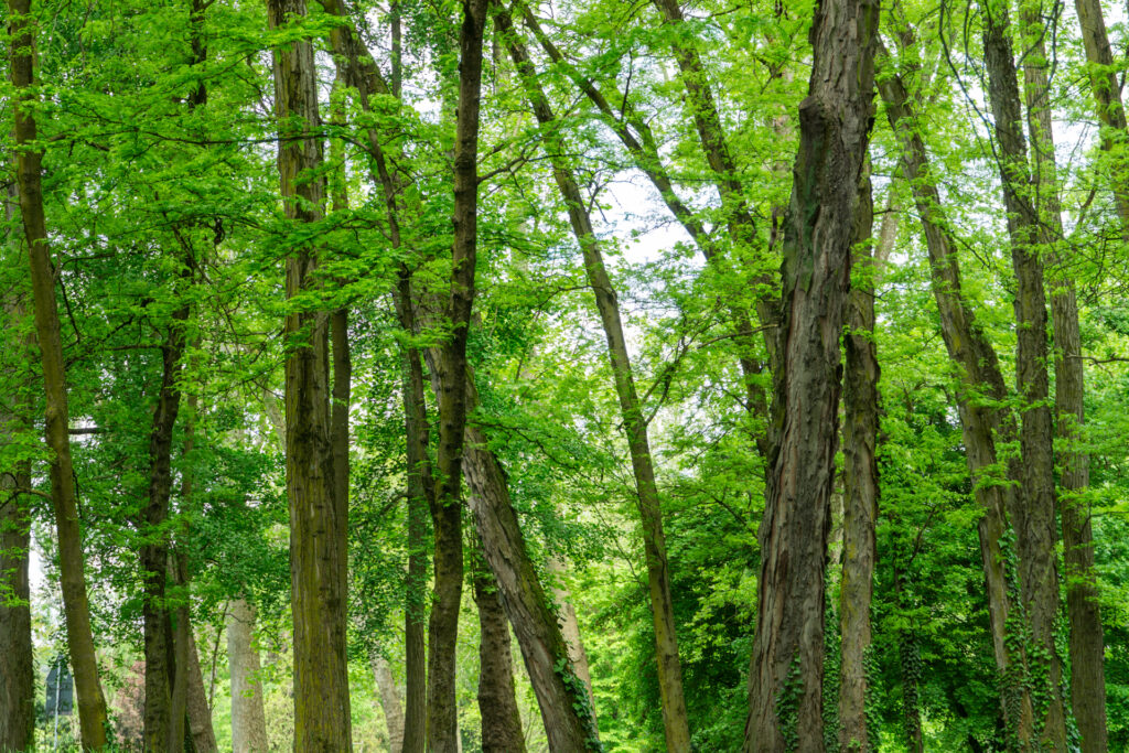 Parco Lambro, photo 1